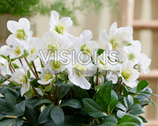 Helleborus niger Mont Blanc