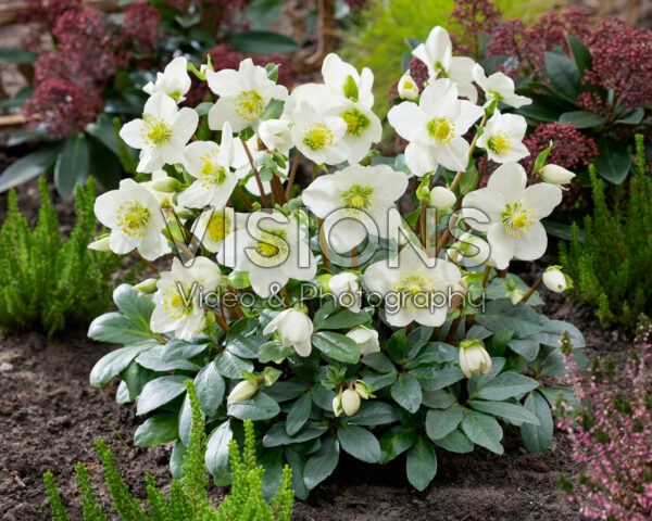 Helleborus niger