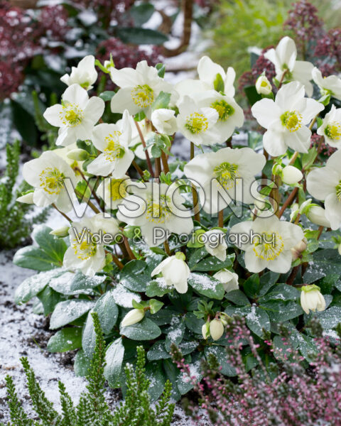 Helleborus niger