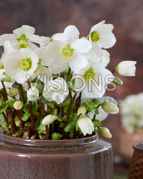 Helleborus niger Verboom Beauty Helleborus niger Verboom Beauty