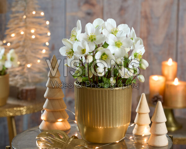 Helleborus niger Verboom Beauty Helleborus niger Verboom Beauty