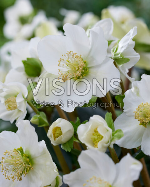 Helleborus niger