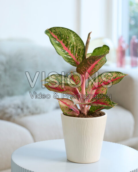 Aglaonema Paradise Red