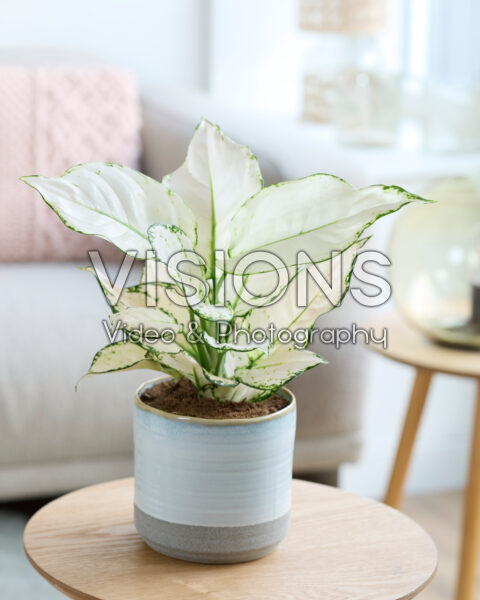Aglaonema White Joy Aglaonema White Joy