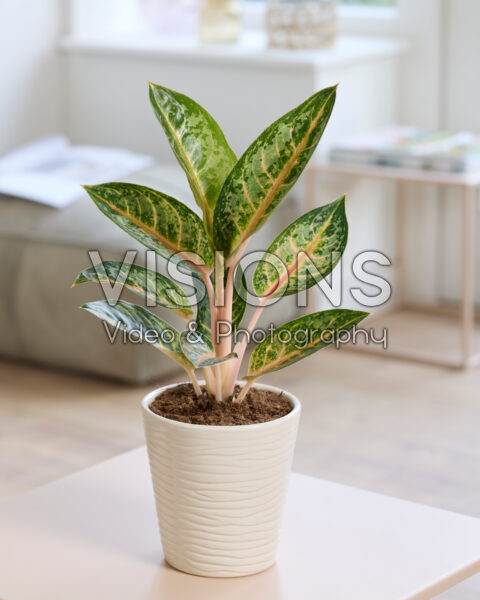 Aglaonema Orange Flame Aglaonema Orange Flame