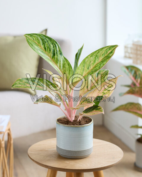 Aglaonema Peach Pearl | Visions Pictures