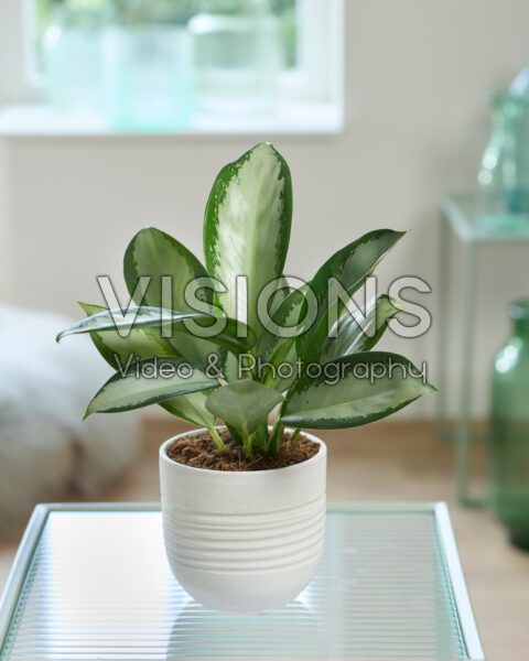 buy trailing philodendron Buy Philodendron Brazil in Hanging Basket