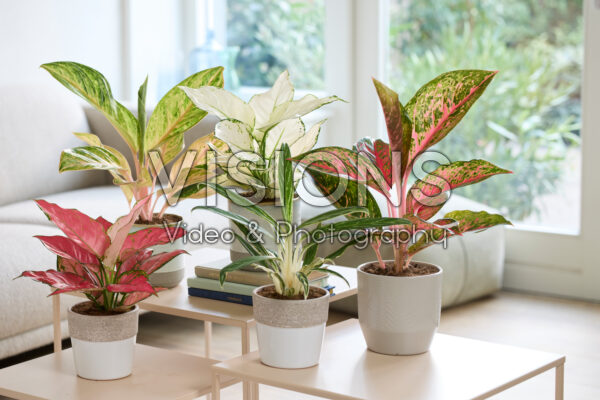 Aglaonema collection Aglaonema collection