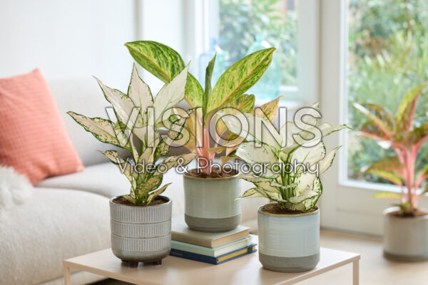 Aglaonema Peach Pearl, White Joy and Vanilla Baby Aglaonema Peach Pearl, White Joy and Vanilla Baby