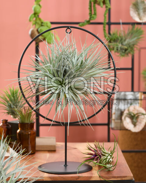 Tillandsia ring