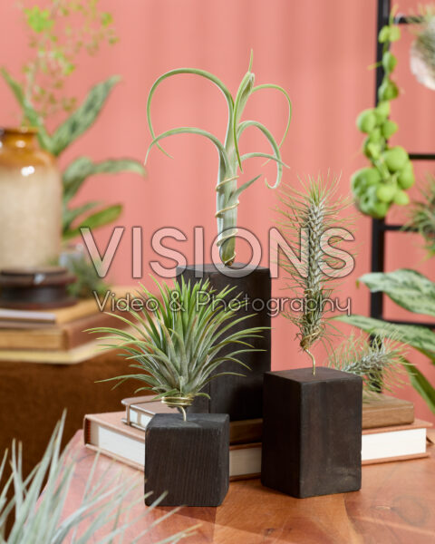 Tillandsia Burnt Wood Trio