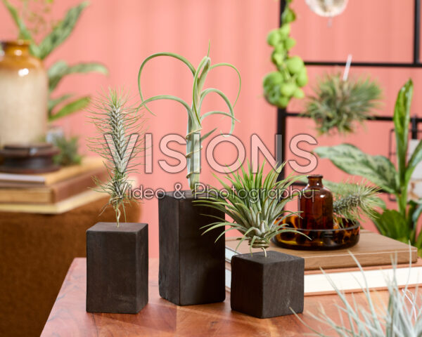 Tillandsia Burnt Wood Trio Tillandsia Burnt Wood Trio
