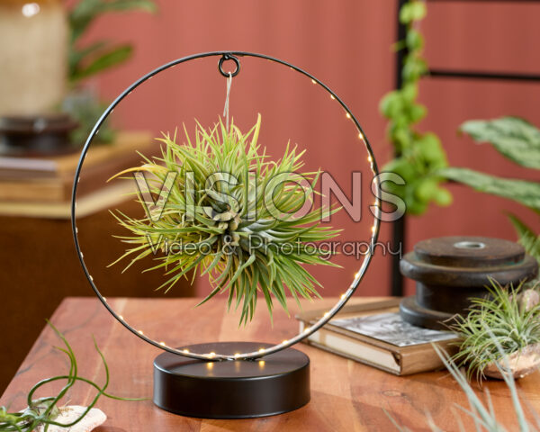 Tillandsia Christmas Edition Tillandsia Christmas Edition