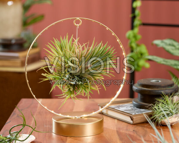 Tillandsia Christmas Edition Tillandsia Christmas Edition