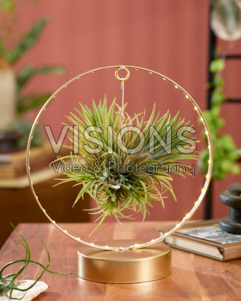 Tillandsia Christmas Edition
