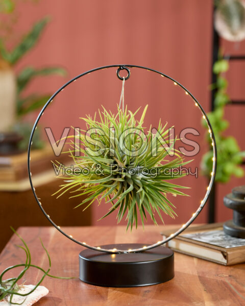 Tillandsia Christmas Edition Tillandsia Christmas Edition