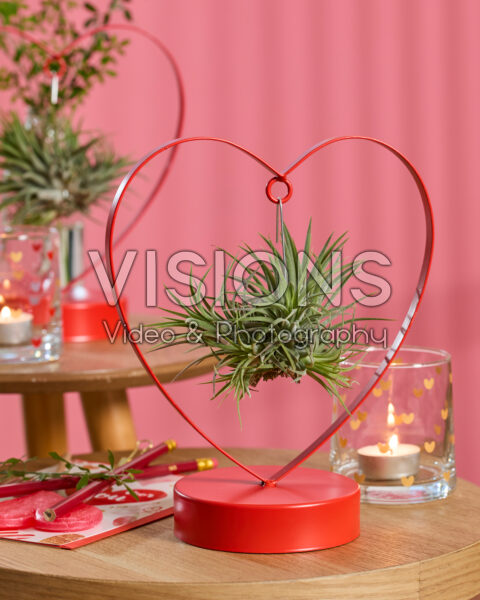 Tillandsia Love Edition Tillandsia Love Edition