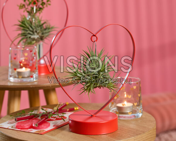Tillandsia Love Edition Tillandsia Love Edition
