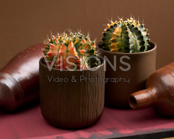 Gymnocalycium mihanovichii variegata Gymnocalycium mihanovichii variegata