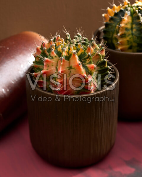 Gymnocalycium mihanovichii variegata