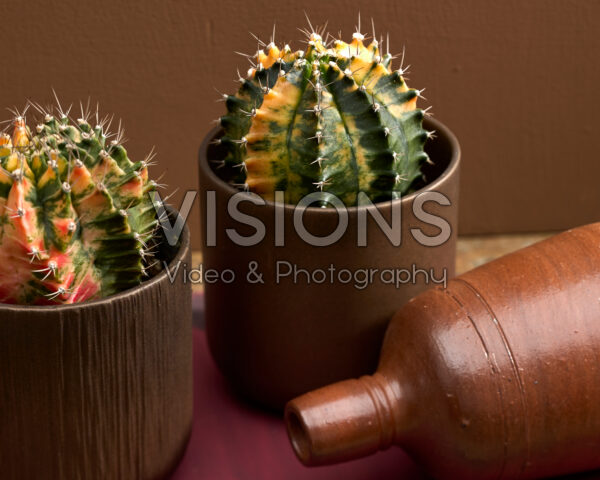 Gymnocalycium mihanovichii variegata Gymnocalycium mihanovichii variegata
