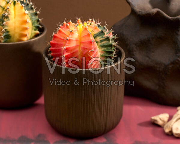 Gymnocalycium mihanovichii variegata Gymnocalycium mihanovichii variegata