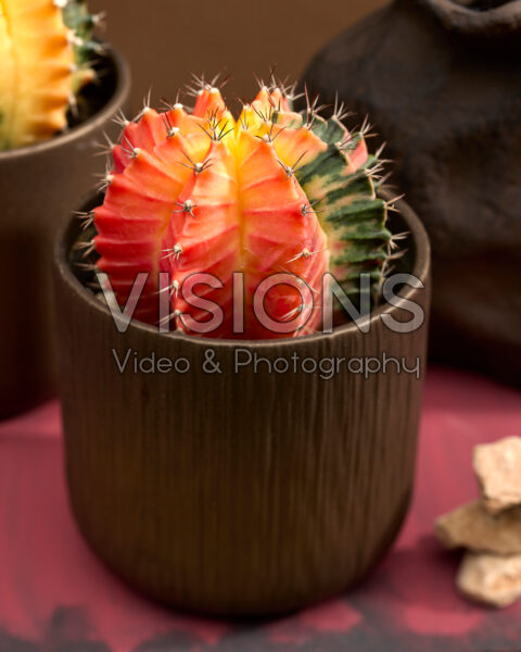 Gymnocalycium mihanovichii variegata Gymnocalycium mihanovichii variegata