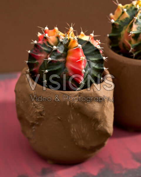 Gymnocalycium mihanovichii variegata