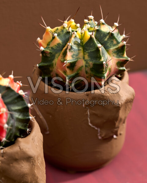 Gymnocalycium mihanovichii variegata