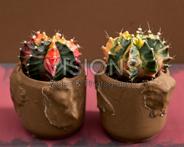 Gymnocalycium mihanovichii variegata Gymnocalycium mihanovichii variegata