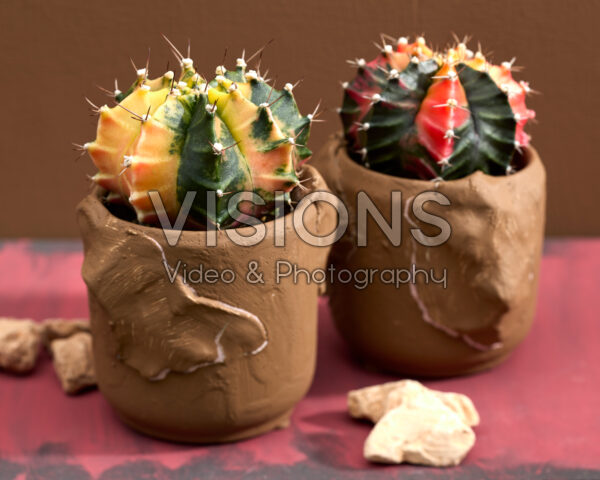 Gymnocalycium mihanovichii variegata Gymnocalycium mihanovichii variegata