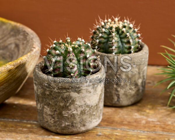 Gymnocalycium mihanovichii T-Rex Gymnocalycium mihanovichii T-Rex