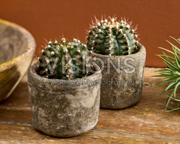 Gymnocalycium mihanovichii T-Rex