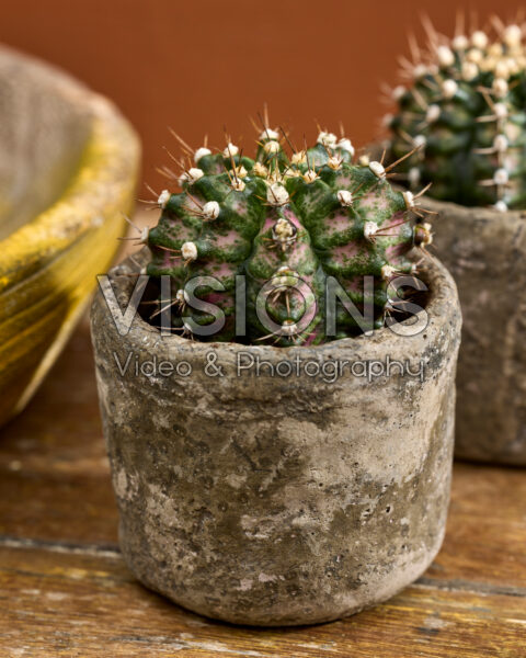 Gymnocalycium mihanovichii T-Rex | Visions Pictures