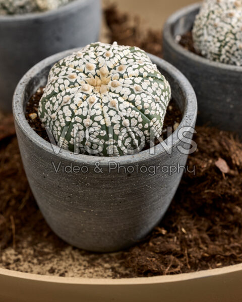 Astrofytum asterias