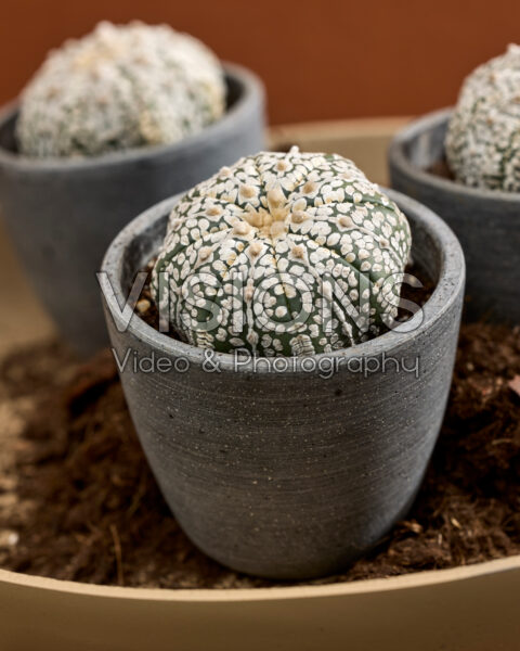 Astrophytum asterias