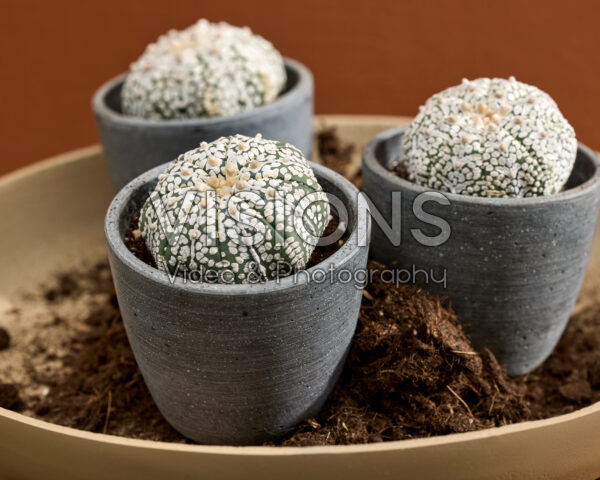 Astrophytum asterias