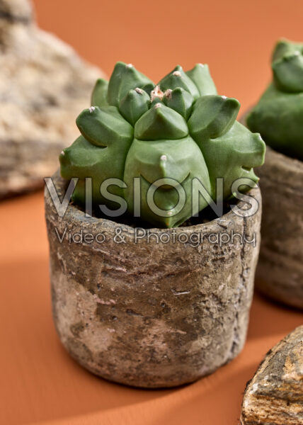 Astrophytum myriostigma