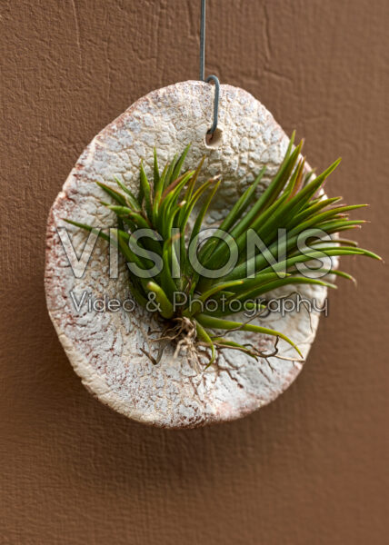 Tillandsia Tilly Tiles