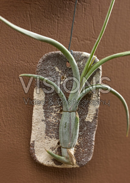 Tillandsia Tilly Tiles