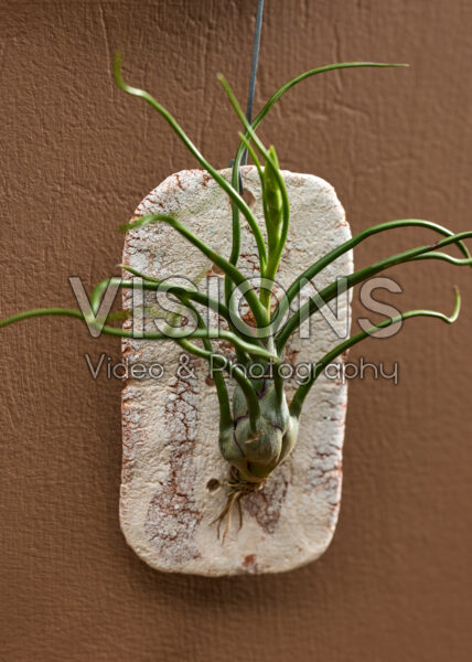 Tillandsia Tilly Tiles