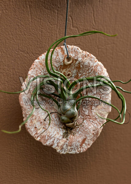 Tillandsia Tilly Tiles