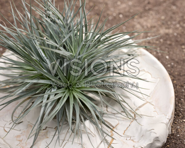 Tillandsia