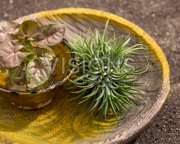 Tillandsia