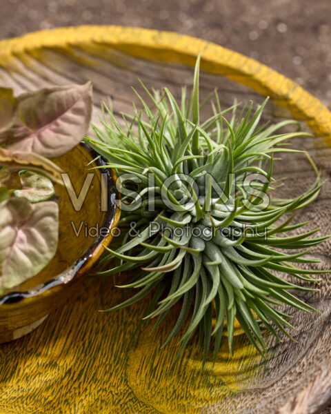 Tillandsia