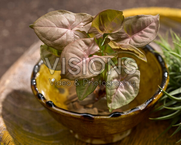 Syngonium Maria Brocante