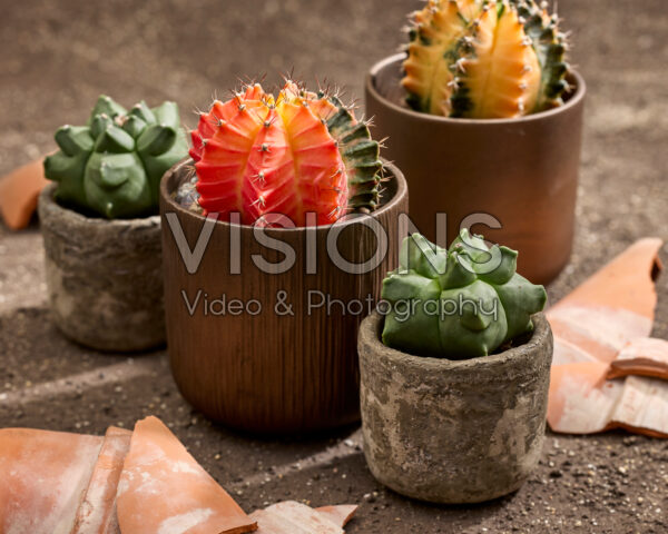 Gymnocalycium mihanovichii variegata, Astrophytum myriostigma