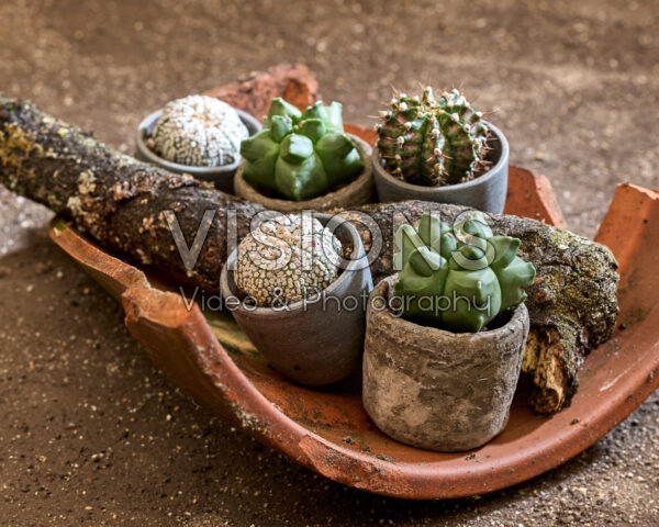 Cactus collectie