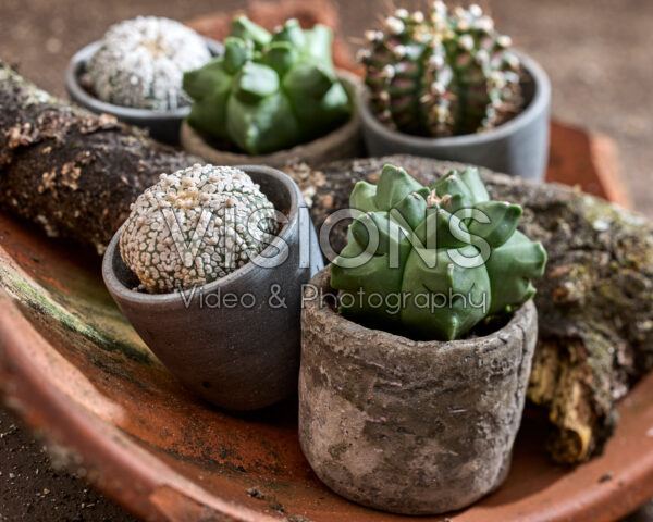 Cactus collection