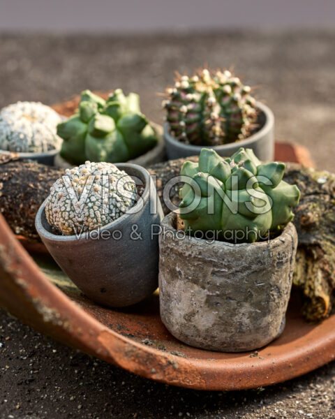 Cactus collectie